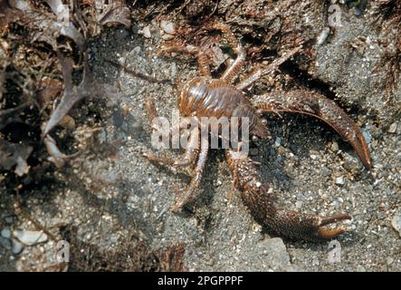 Crabe de sillon brun, crabe de fontaine brun (Galathea squamifera), crabes de sillon brun, crabes de fontaine brun, autres animaux, crabes, Crustacés, animaux Banque D'Images