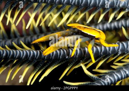 Homard de Squat de Baba's crinoïde (Allogalathea babababi) adulte, reposant sur le crinoïde, le détroit de Lembeh, Sulawesi, les îles Sunda, Indonésie Banque D'Images