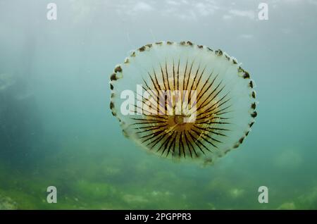 Méduses de compas (Chrysaora hysoscella), méduses de compas, méduses de parapluies, méduses de parapluies, autres animaux, Cnidaires, animaux, Boussole Banque D'Images