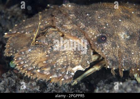 Langoustines sculptées (Paribacus antarcticus), crabes à l'ours, autres animaux, crabes, crustacés, Animaux, homard de Slipper sculpté adulte Banque D'Images