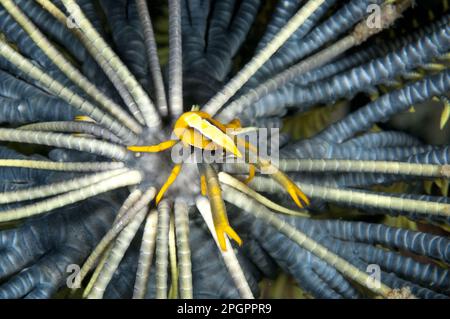 Homard de Squat de Baba's crinoïde (Allogalathea babababi) adulte, reposant sur le crinoïde, le détroit de Lembeh, Sulawesi, les îles Sunda, Indonésie Banque D'Images