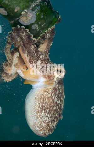 Pieuvre à la noix de coco (Amphioctopus marginatus) (Octopus marginatus), pieuvre à la noix de coco, autres animaux, céphalopodes, animaux, Mollusques, Octopus veiné Banque D'Images