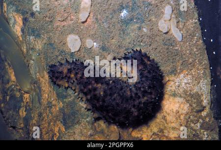 Cotonmouth de concombre de mer (Holothuria forrkali) sur des rochers avec des éponges et des jets de mer Banque D'Images