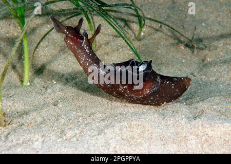 Lièvre d'mer tacheté, lièvres d'mer tachetées, autres animaux, escargots de mer, escargots, Animaux, mollusques, lièvres d'Amérique (Aplysia punctata) adultes, parmi les herbacées Banque D'Images