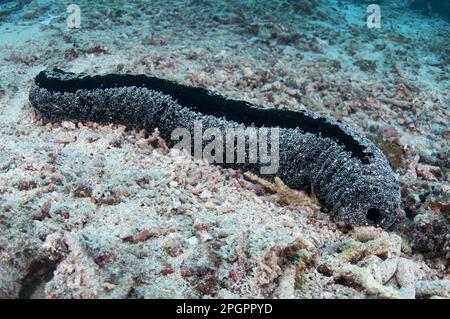 Concombre de mer Noire, concombres de mer Noire (Holothuroidea), autres animaux, échinodermes, animaux, concombre de mer de Lollyfish (Holothuria atra) adulte, Nusa Banque D'Images