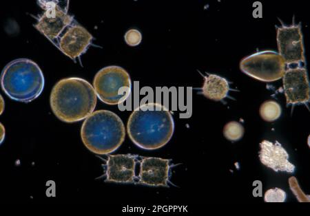 Plancton, phytoplancton, hiver X30, coscinodiscus graniBiddulphia regia Banque D'Images