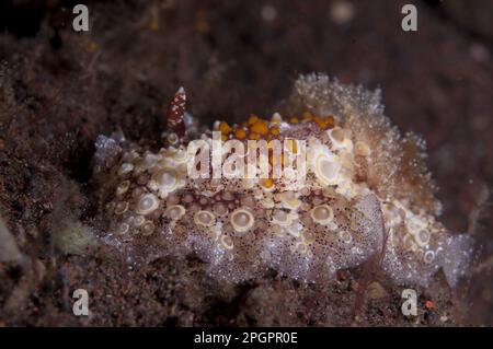 Autres animaux, escargots marins, escargots, animaux, mollusques, Oeufs frits Hopladoris Nudibranch (Hopladoris estrelyado) adulte, sur le récif, Seraya Beach Banque D'Images