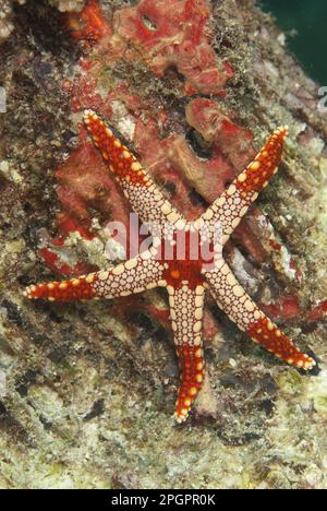 Étoile de mer en perles, étoile de mer en filet rouge, collier (Froma monilis), étoile de mer en filet rouge, étoile de mer, autres animaux, Échinodermes, animaux Banque D'Images