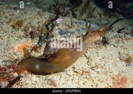 Lièvre d'mer tacheté, lièvres d'mer tachetées, autres animaux, escargots de mer, escargots, Animaux, mollusques, lièvre d'Amérique (Aplysia punctata) adulte, sur fond marin, baie de Brandy Banque D'Images