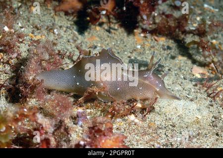 Lièvre d'mer tacheté, lièvres d'mer tachetées, autres animaux, escargots de mer, escargots, Animaux, mollusques, lièvre d'Amérique (Aplysia punctata) adulte, sur fond marin, baie de Brandy Banque D'Images