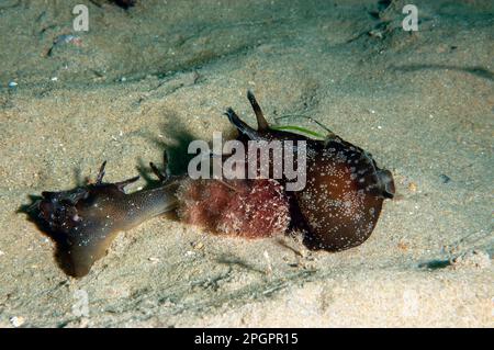 Lièvre d'mer tacheté, lièvres d'mer tachetées, autres animaux, escargots de mer, escargots, Animaux, mollusques, lièvre d'Amérique (Aplysia punctata) deux adultes, sur fond sablonneux Banque D'Images