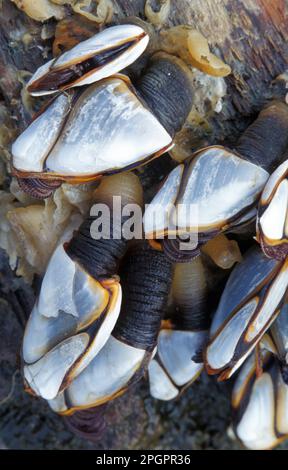 Barnacle, barnacle à col de cygne lisse (Lepas anatifera), autres animaux, crustacés, crustacés, animaux, Shell, Barnacle Goose ou Ship's Barnacles Banque D'Images