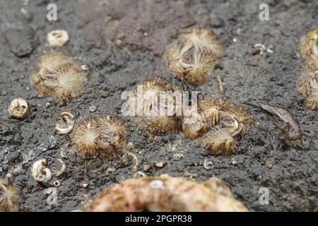 Verrues de mer, verrues de mer, autres animaux, crustacés, crustacés, Animaux, adultes sessile Barnacle (Verruca stroma), groupe sur la roche exposée à marée basse Banque D'Images