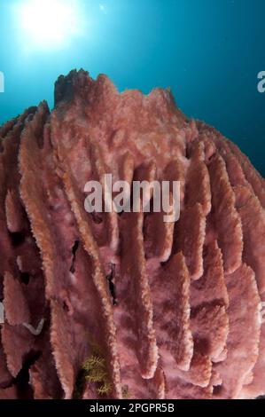 Éponge pour vase, éponges pour tonneau (Xestospongia testudinaria), éponge, éponges, autres animaux, animaux, Éponge Red Barrel sur le récif, île Lembata, Solor Banque D'Images