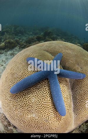 Linckia bleu (Linckia laevigata), Starfish bleu, autres animaux, échinodermes, animaux, Blue Starfish adulte, sur le cerveau corail, île Pantar, Alor Banque D'Images