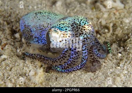 Calmars de queue d'oiseau-mouches (Euprymna berryi), autres animaux, céphalopodes, animaux, mollusques, Berry's Bobtail Squid adulte, reposant sur le sable, Padar Banque D'Images