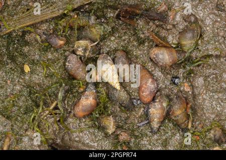 Peringia ulvae, Escargot de boue commune, Escargot de boue commune, autres animaux, escargots marins, Escargots, animaux, mollusques, coquilles de castor (Hydrobia Banque D'Images