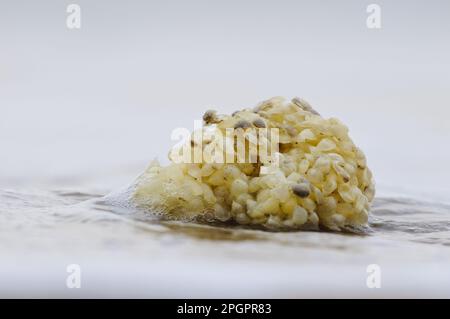 Hutte de Whelk (Buccinum undatum), hutte lavée sur la plage, Joss Bay, Kent, Angleterre, Royaume-Uni Banque D'Images