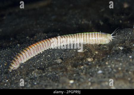 Ver Bobbit (Eunice aphroditois) adulte, sur sable noir à l'extérieur de la terruche, détroit de Lembeh, Sulawesi, îles Sunda, Indonésie Banque D'Images