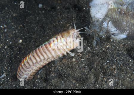 Le ver à bobbit adulte (Eunice aphroditois) se pavanant sur des poissons morts du trou, détroit de Lembeh, Sulawesi, îles Sunda, Indonésie Banque D'Images