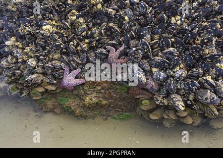 Ochre Seastar (Pisaster ochraceus) et Anemone vert géant (Anthopleura xanthogrammica) exposés dans un lit de moules à marée basse, Cannon Beach, Oregon (U.) Banque D'Images