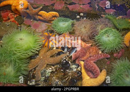 Ochre Seastar (Pisaster ochraceus) et Anemone vert géant (Anthopleura xanthogrammica) à rockpool, Oregon (U.) S. A. Banque D'Images