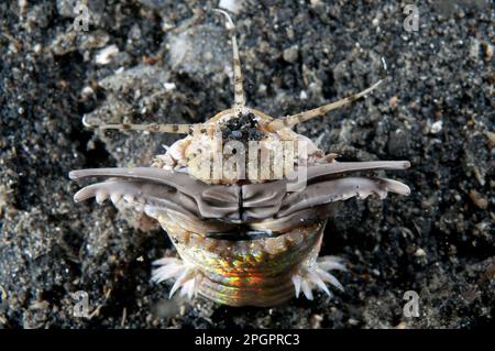 Ver de Bobbit (Eunice aphroditois) adulte, avec des pins ouverts à l'extérieur du trou la nuit, détroit de Lembeh, Sulawesi, îles Sunda, Indonésie Banque D'Images