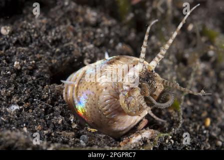 Ver de Bobbit (Eunice aphroditois) adulte, se nourrissant de petits vers, dans le trou sur le sable noir, Retak Larry, détroit de Lembeh, Sulawesi, îles de la Grande Sunda Banque D'Images