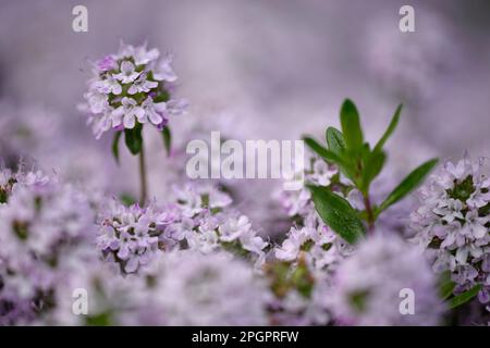 Thym à fleurs (Thymus vulgaris) Banque D'Images