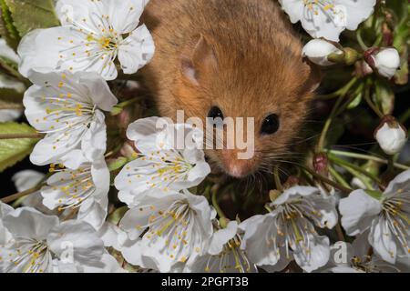 Dorsouris Hazel (Muscardinus avellanarius), adulte, en fleurs de cerisier Banque D'Images