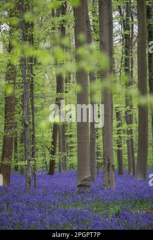 Bleuets (jacinthoides non-scripta) fleurissent dans la forêt de hêtre, Hallerbos, Halle, Vlaams-Brabant, Belgique Banque D'Images