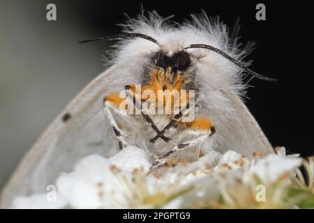 Papillon en caoutchouc mousse Banque D'Images