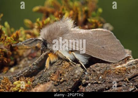 Papillon en caoutchouc mousse Banque D'Images