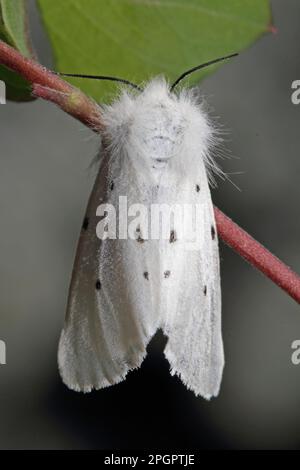 Papillon en caoutchouc mousse Banque D'Images