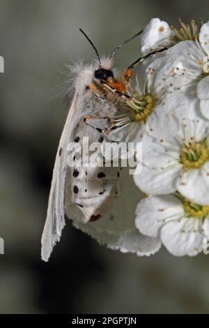 Papillon en caoutchouc mousse Banque D'Images