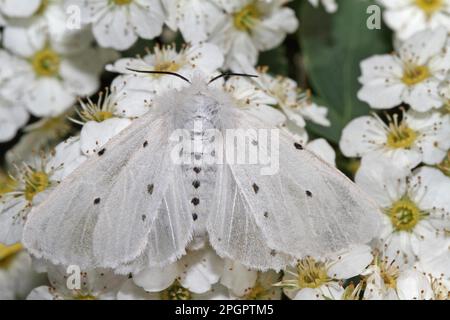 Papillon en caoutchouc mousse Banque D'Images