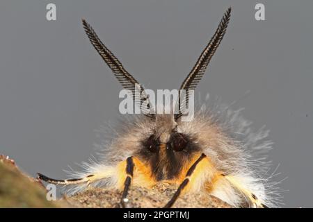 Papillon en caoutchouc mousse Banque D'Images