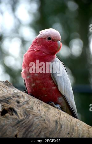 Galahs (Cacatua Roseicapilla) sont communes à Victoria, en Australie, mais peut être amusant de regarder leurs facéties stupides. Celui-ci était curieux de mon appareil photo. Banque D'Images