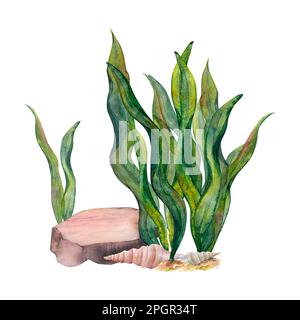 Aquarelle de ruban d'algues, pierre de fond, coquillages de cône sur fond blanc. Image sous-marine pour illustration, autocollants, logo, arrière-plan Banque D'Images