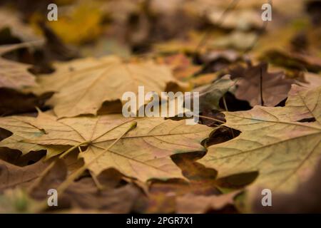 Feuilles mortes Banque D'Images