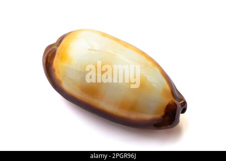 Coquille de cypraea talpa isolée sur fond blanc Banque D'Images