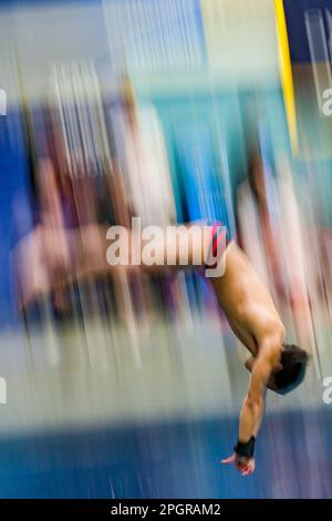 Minneapolis, Minnesota, États-Unis. 23rd mars 2023. Les plongeurs se réchauffent aux Championnats de natation et de plongée 2023 de la NCAA à Minneapolis, Minnesota. (Credit image: © Steven Garcia/ZUMA Press Wire) USAGE ÉDITORIAL SEULEMENT! Non destiné À un usage commercial ! Banque D'Images