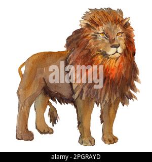 Aquarelle illustration dessinée à la main d'un lion assis de style naturel. Lion animal sauvage africain isolé. Design pour cartes, livres, poster scolaire Banque D'Images