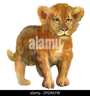 Aquarelle illustration dessinée à la main d'un lion assis de style naturel. Lion animal sauvage africain isolé. Design pour cartes, livres, poster scolaire Banque D'Images