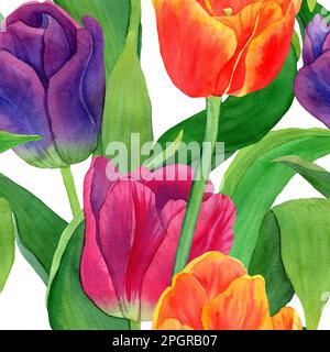 Aquarelle motif de tulipes rouges, roses et violettes dessiné à la main. Fleurs printanières brillantes sur fond transparent. Conception botanique pour tissus, papier d'emballage, Banque D'Images