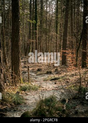 Un beau ruisseau traverse une forêt alpine. Banque D'Images