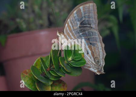 Gros plan du papillon Palmking Banque D'Images