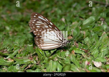 Papillon tigre vitreux, Parantica aglea, sur l'herbe, Klungkung, Bali, Indonésie Banque D'Images