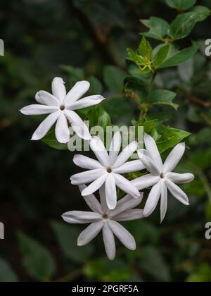 Vue rapprochée de fleurs blanches et pures de jasmin jasmin sauvage ou de jasmin africain dans un jardin tropical Banque D'Images