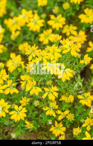 Spanish Broom, Spanish Gorse, Spanish Furze, Genista hispanica, arbuste à feuilles caduques ressemblant à des gorses avec des fleurs jaune vif, ressemblant à des pois Banque D'Images